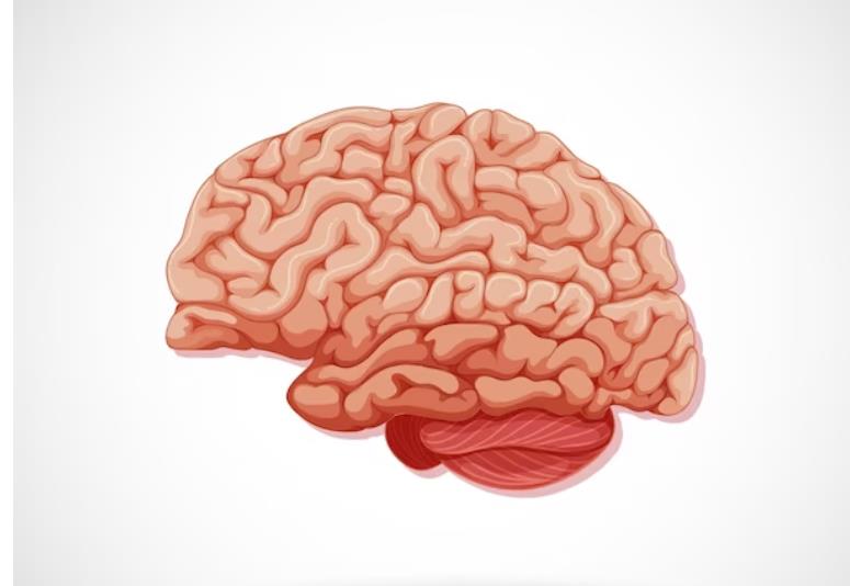 昏迷病人现场急救措施